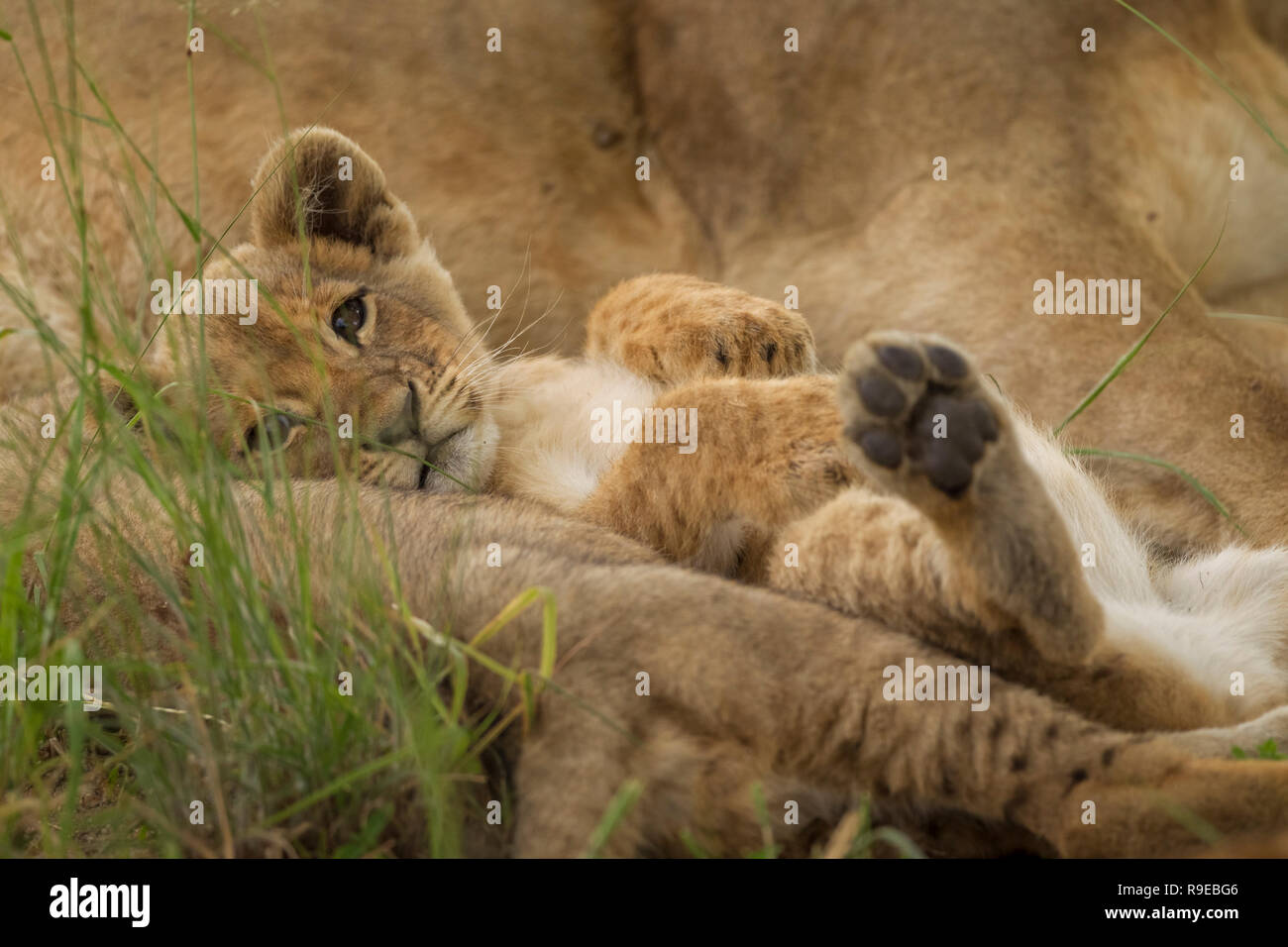 Niedliches Löwenjunge, das zwischen Löwen auf dem Rücken liegt Mit den Pfoten nach oben und beim Anschauen der Kamera Stockfoto