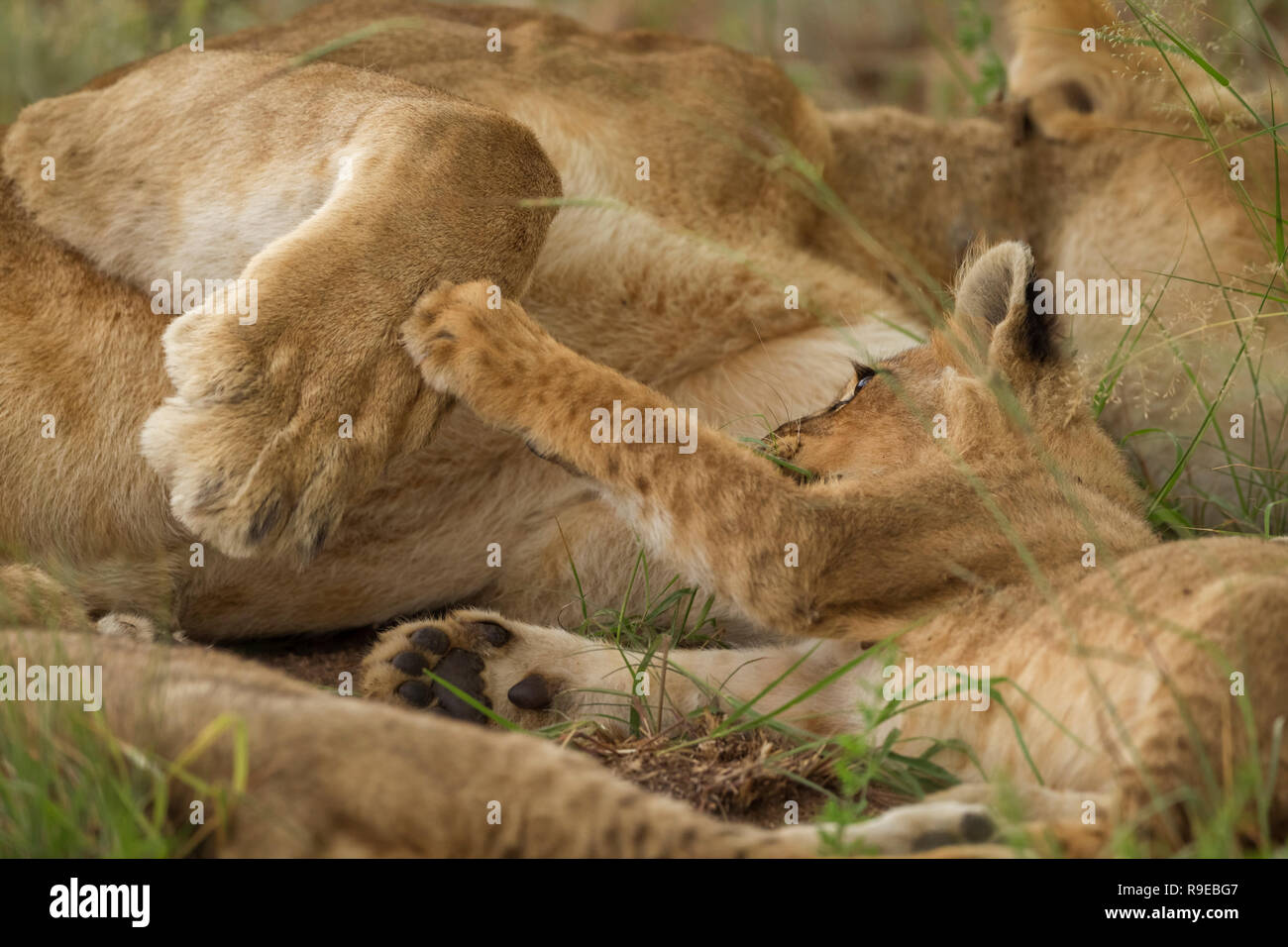 Niedliches Löwenjunges, das beim Liegen die Pfote seiner Mutter ergreifend spielt Im Gras Stockfoto