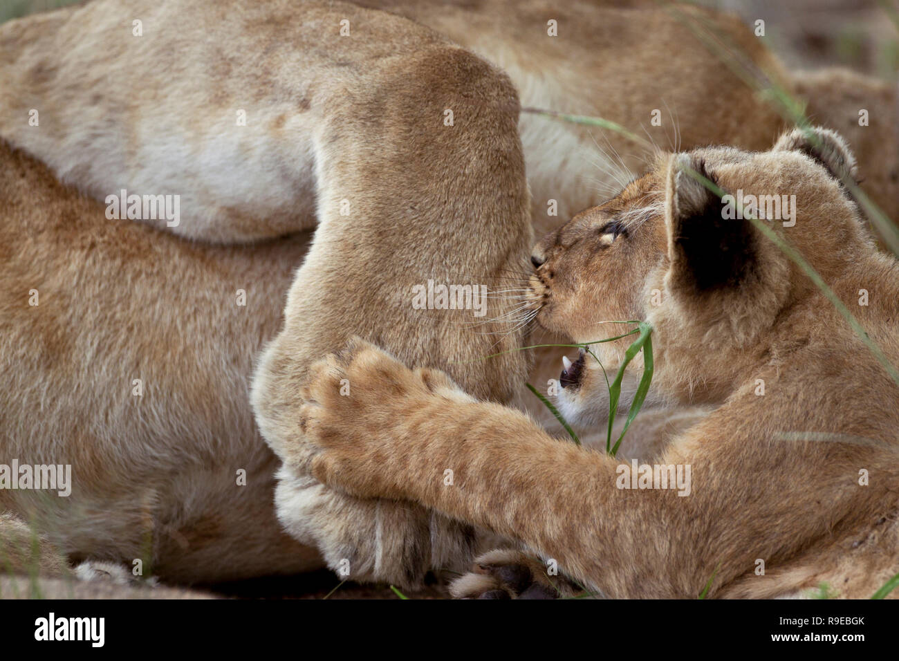 Niedlich Löwe Junge spielen und greifen Mama Pfote Stockfoto