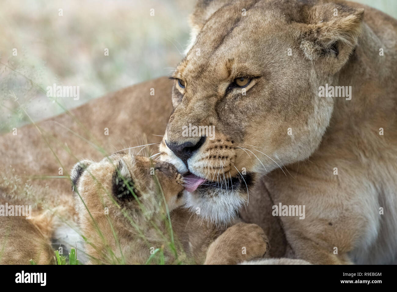 Mutter Löwin leckt das Gesicht ihres Jungen Stockfoto
