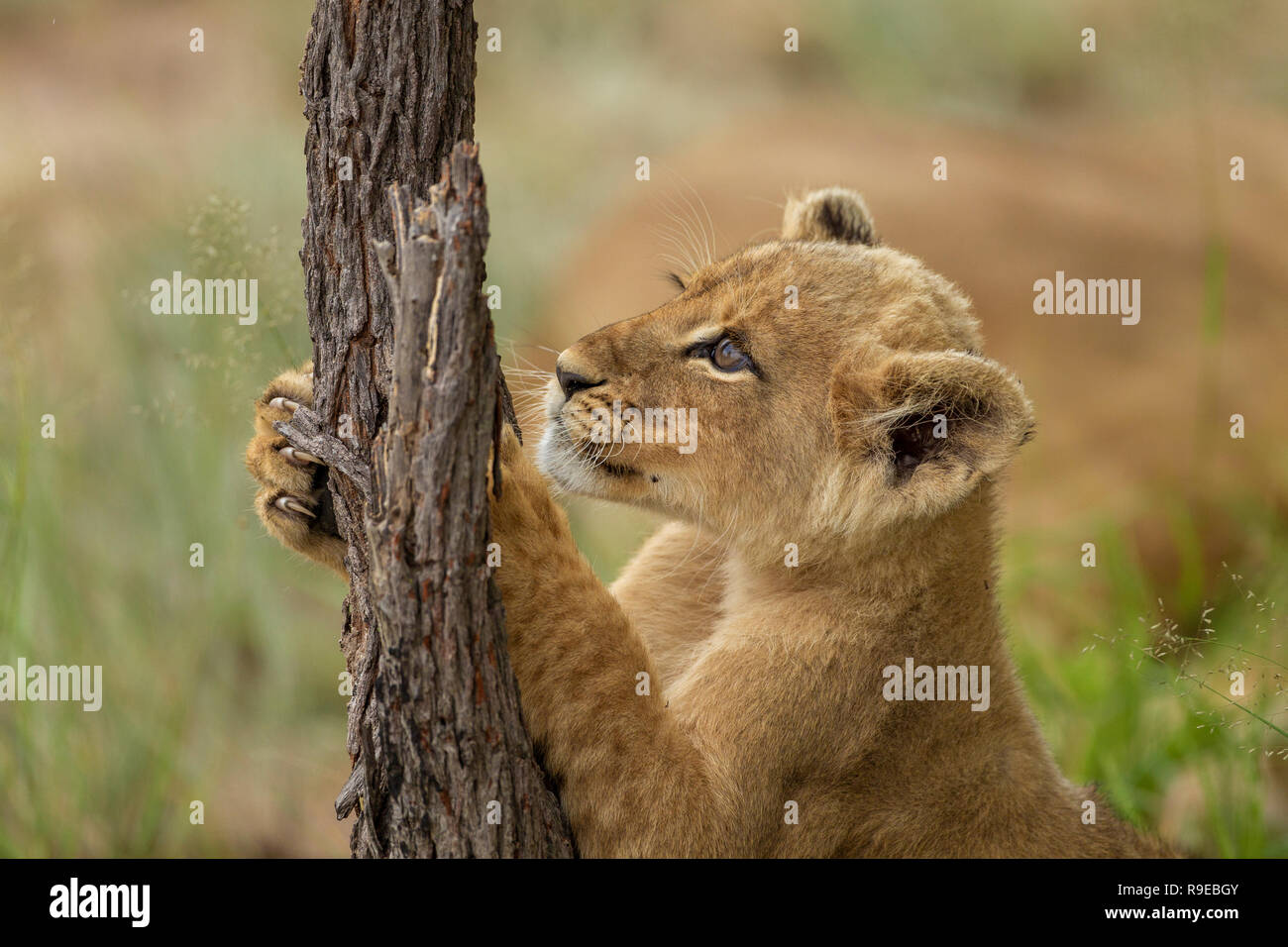 Süße kleine Löwenjunge spielen und halten treestump Stockfoto