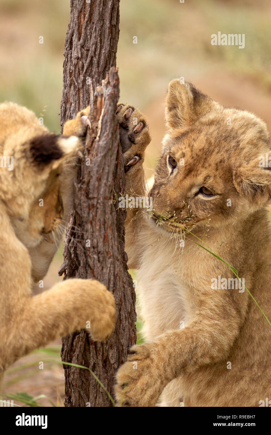 Zwei niedliche Löwenjungen stehen auf ihren Hinterbeinen während Spielen mit einem Baum Stockfoto