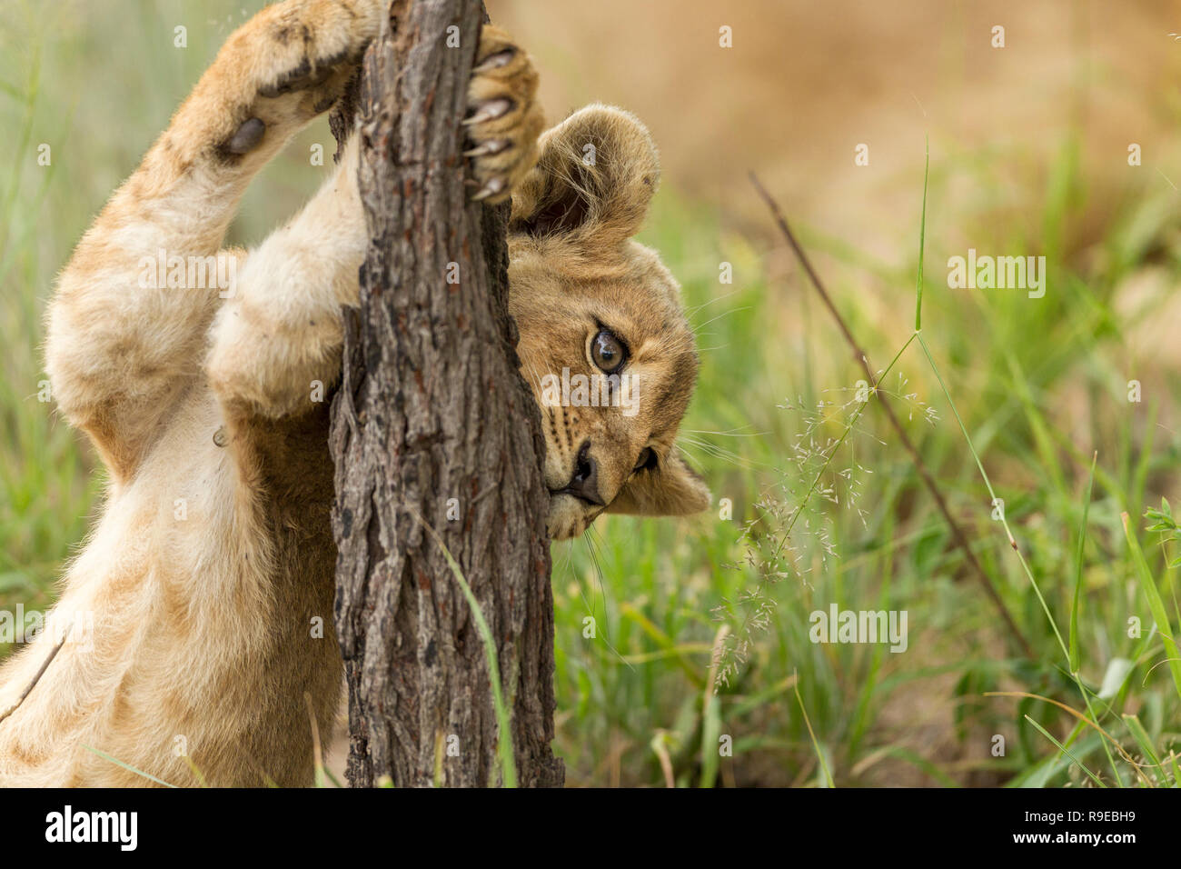 Süße kleine Löwenjunge spielen und halten treestump Stockfoto