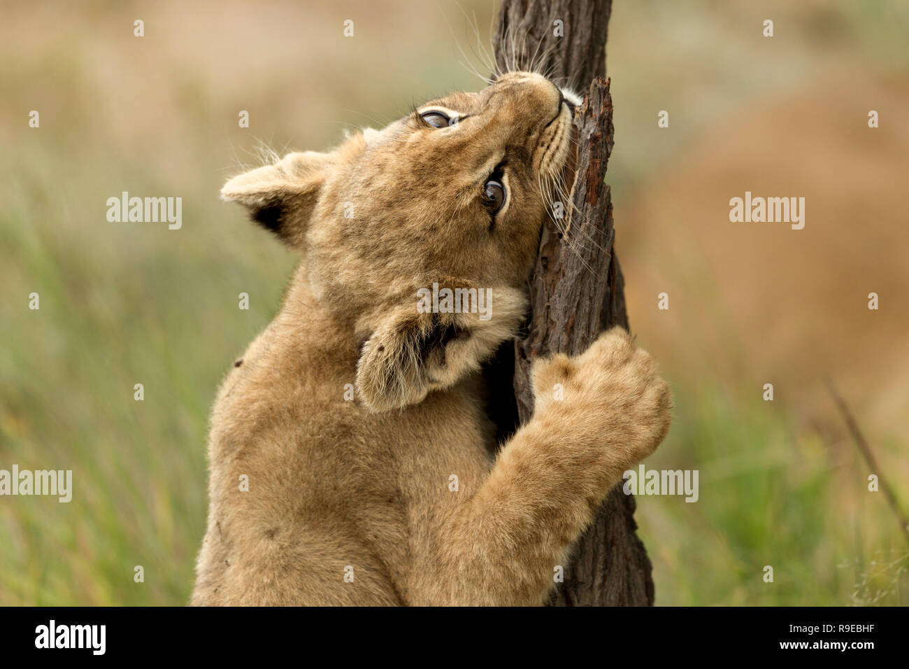 Süße kleine Löwenjunge spielen und halten treestump Stockfoto