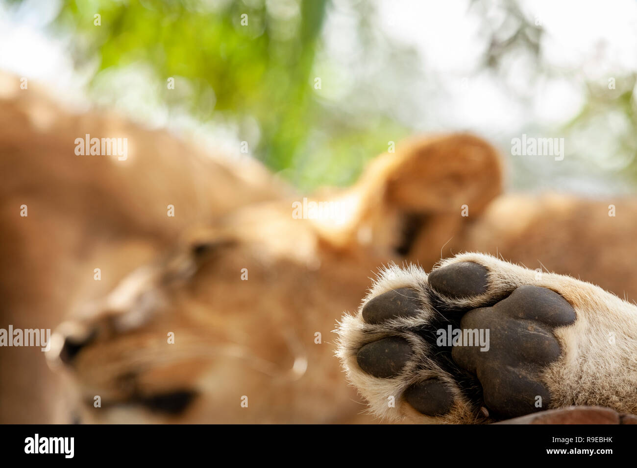 Extreme Nahaufnahme von der Pfote eines schlafenden Löwen, mit flachen dept von Feld Stockfoto