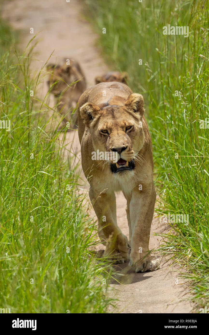 Löwin mit 2 kleinen Jungen gehen auf einem Pfad durch langes Gras in Simbabwe Stockfoto