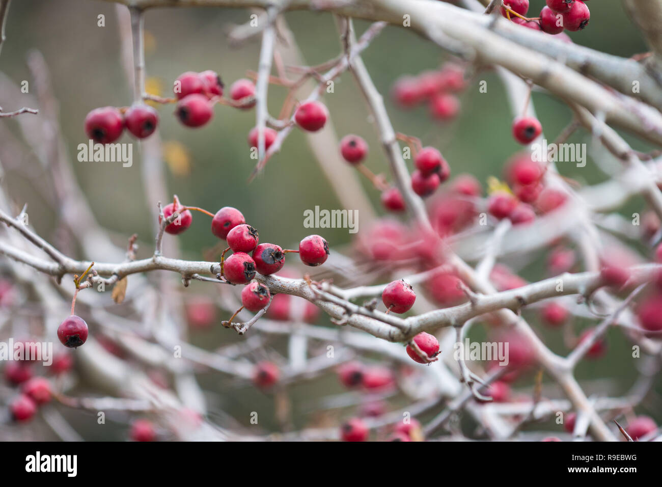 Crataegus Weißdorn baum Beeren im Winter, Faqra, Libanon Stockfoto