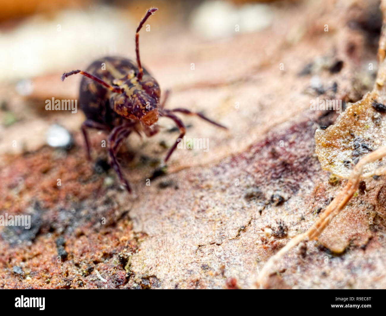 Shout, wenn Sie denken, sie sind groß enouth. Eine globuläre Symphypleona springtail (Bestellung) Stockfoto