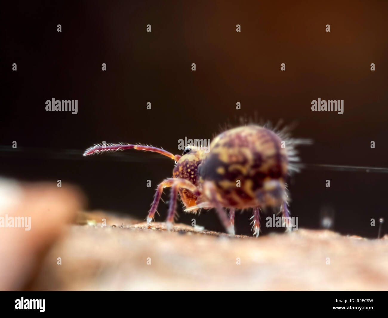 Ziehen! Eine globuläre springtail (Symphypleona) erscheinen, einen Draht zu ziehen Stockfoto
