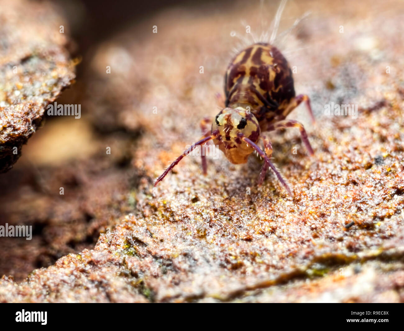 Eine globuläre springtail (Symphypleona) am Hang Stockfoto