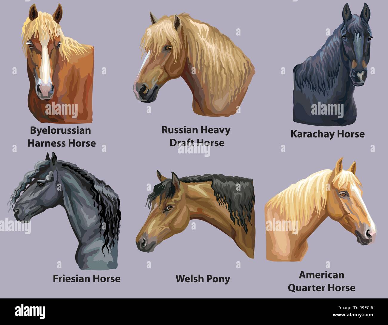 Satz von Porträts von Pferden und Pony Rassen (Russischen schweren Zugpferd; Welsh Pony; Friesen; American Quarter Horse) isoliert auf lila backgroun Stock Vektor