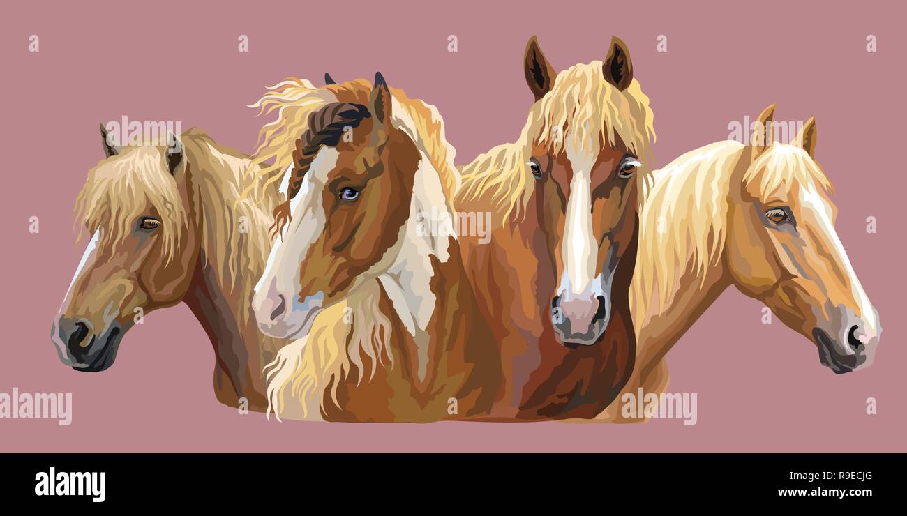 Set aus bunten Vektor Porträts der Pferde Rassen (Russischen schweren Zugpferd; Weißrussisch Kabelbaum Pferd; Friesenpferd) auf rosa Hintergrund isoliert Stock Vektor