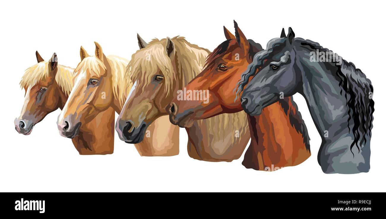 Set aus bunten Vektor Porträts der Pferde Rassen suchen im Profil (Russischen schweren Zugpferd; Weißrussisch Kabelbaum Pferd; Friesenpferd) isoliert Stock Vektor