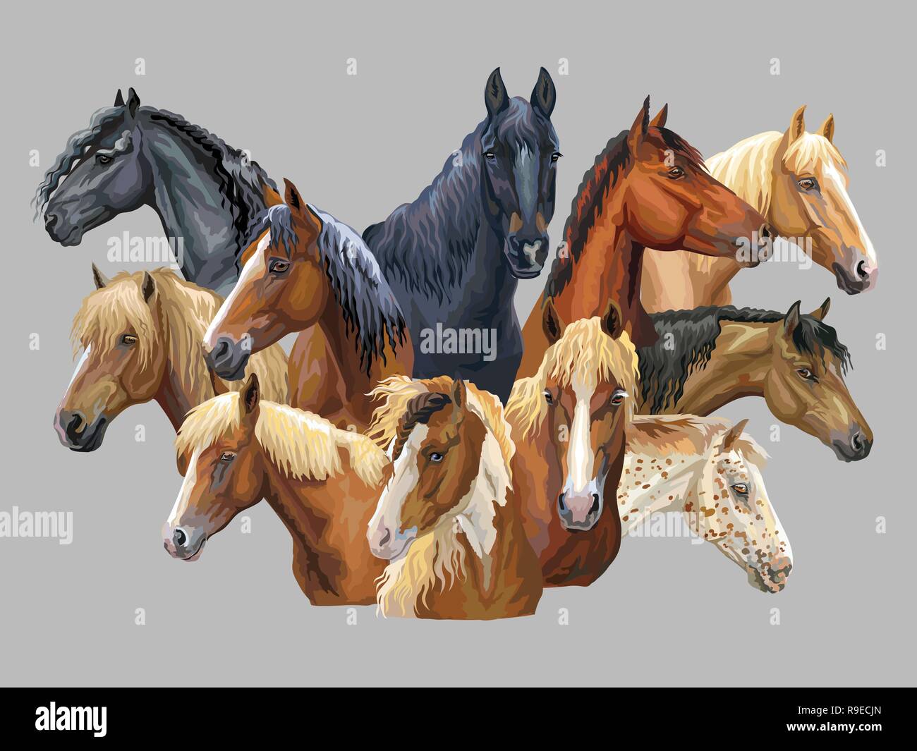 Set aus bunten Vektor Porträts verschiedener Pferde Rassen (Russischen schweren Zugpferd; Weißrussisch Kabelbaum Pferd; Friesenpferd, Welsh Pony) Isolat Stock Vektor