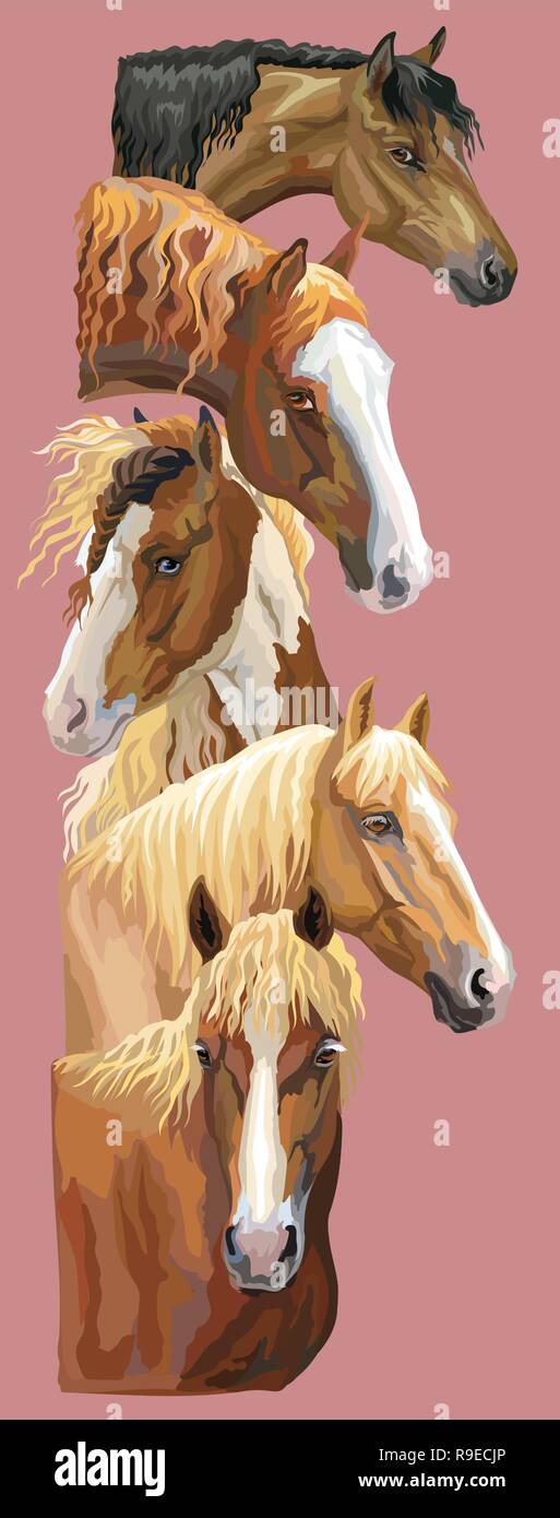 Vertikale Postkarte mit Porträts der Pferde Rassen (Russischen schweren Zugpferd; Weißrussisch Kabelbaum Pferd; Welsh Pony, Pinto horse) auf Rosa ba isoliert Stock Vektor