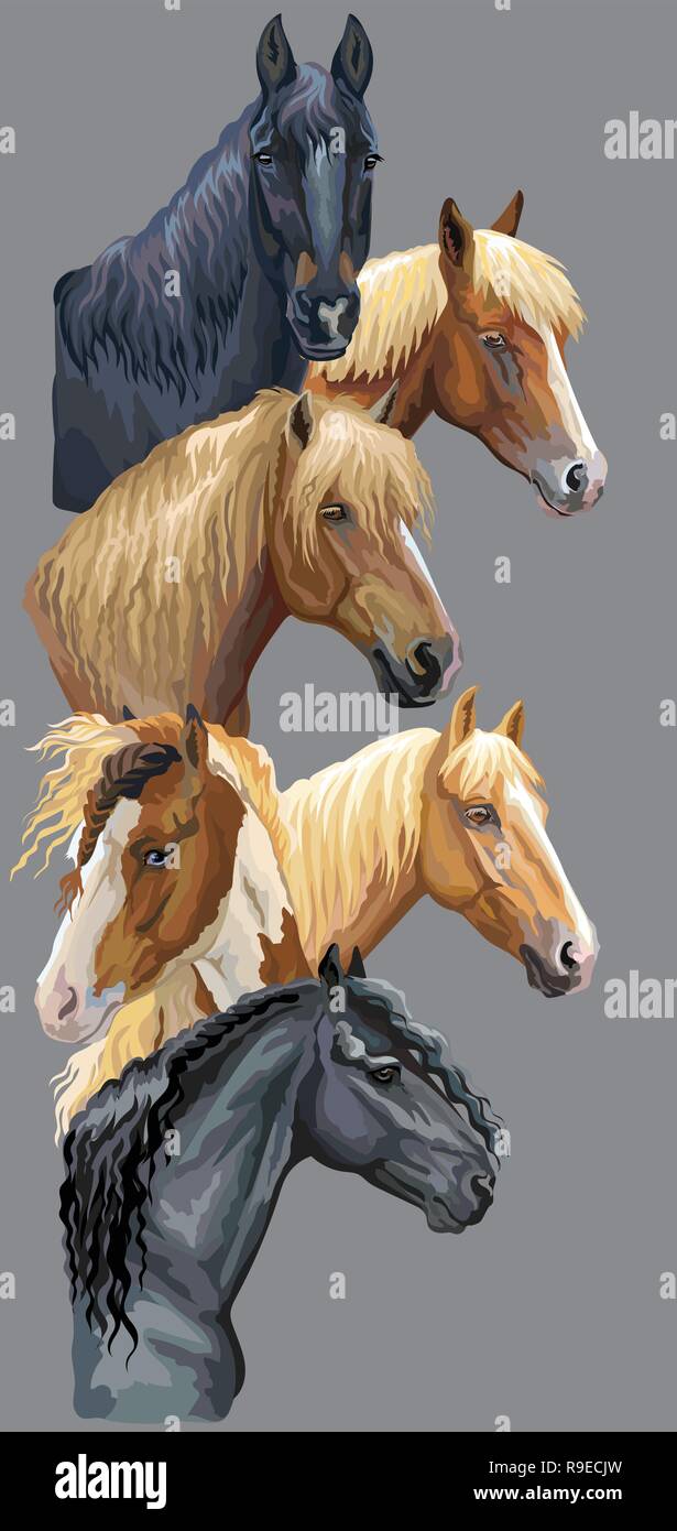Vertikale Postkarte mit Porträts der Pferde Rassen (Russischen schweren Zugpferd; Weißrussisch Kabelbaum Pferd; Friesenpferd, Pinto horse) auf Gre isoliert Stock Vektor
