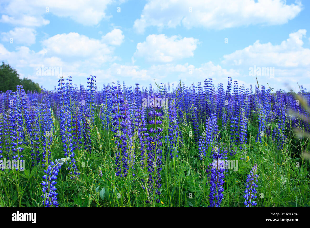Bereich der Lupine Blumen unter blauen Himmel Stockfoto