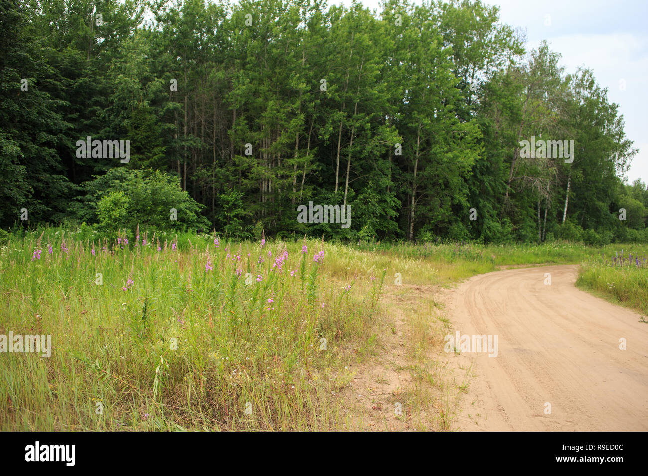 Die schlammigen Straße durch das Feld durch Die Zustellung der Blumen in den Wald bedeckt Stockfoto
