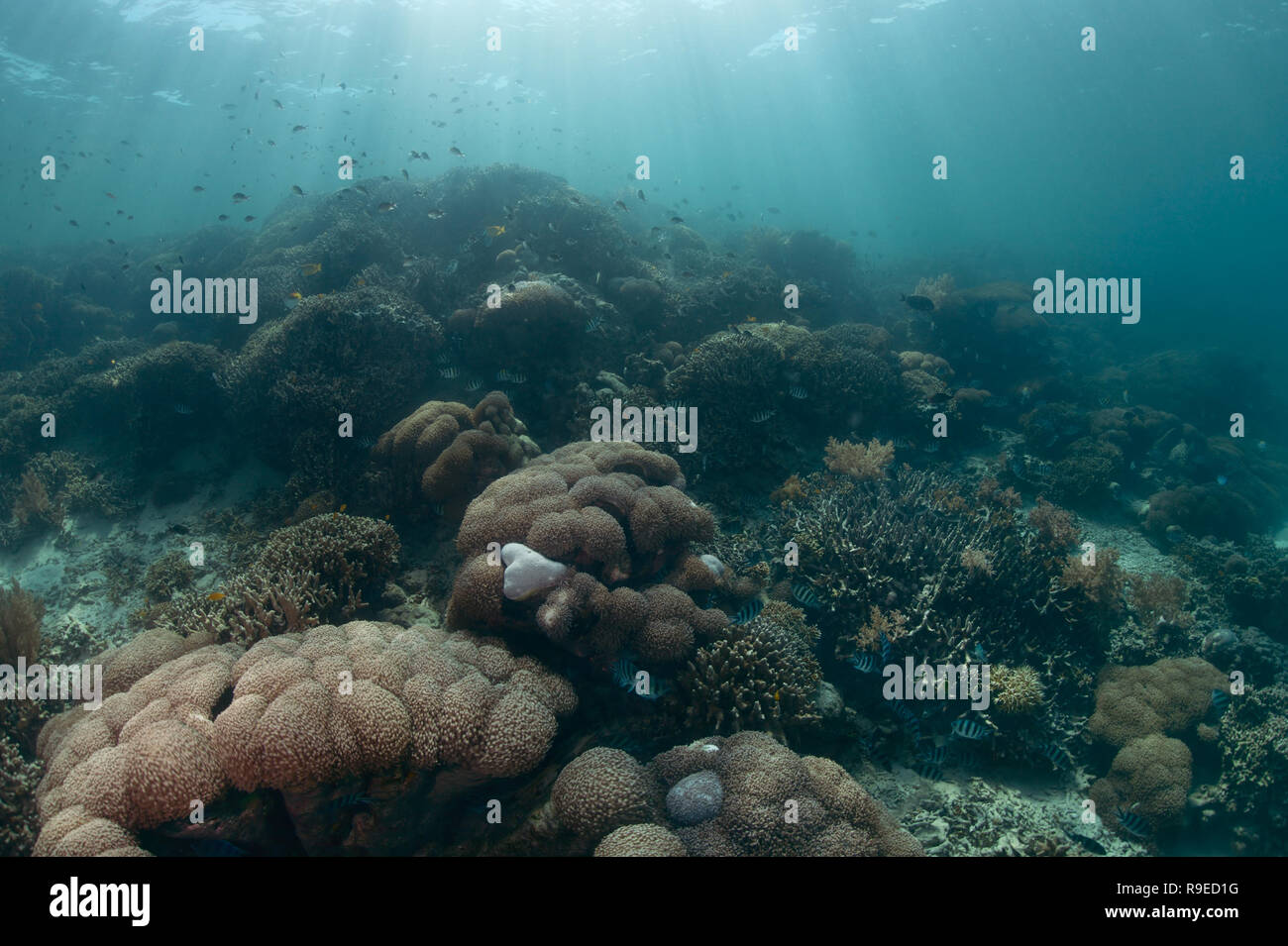Gesundes ökosystem-Coral Reef in der Nähe der Insel Bali Stockfoto