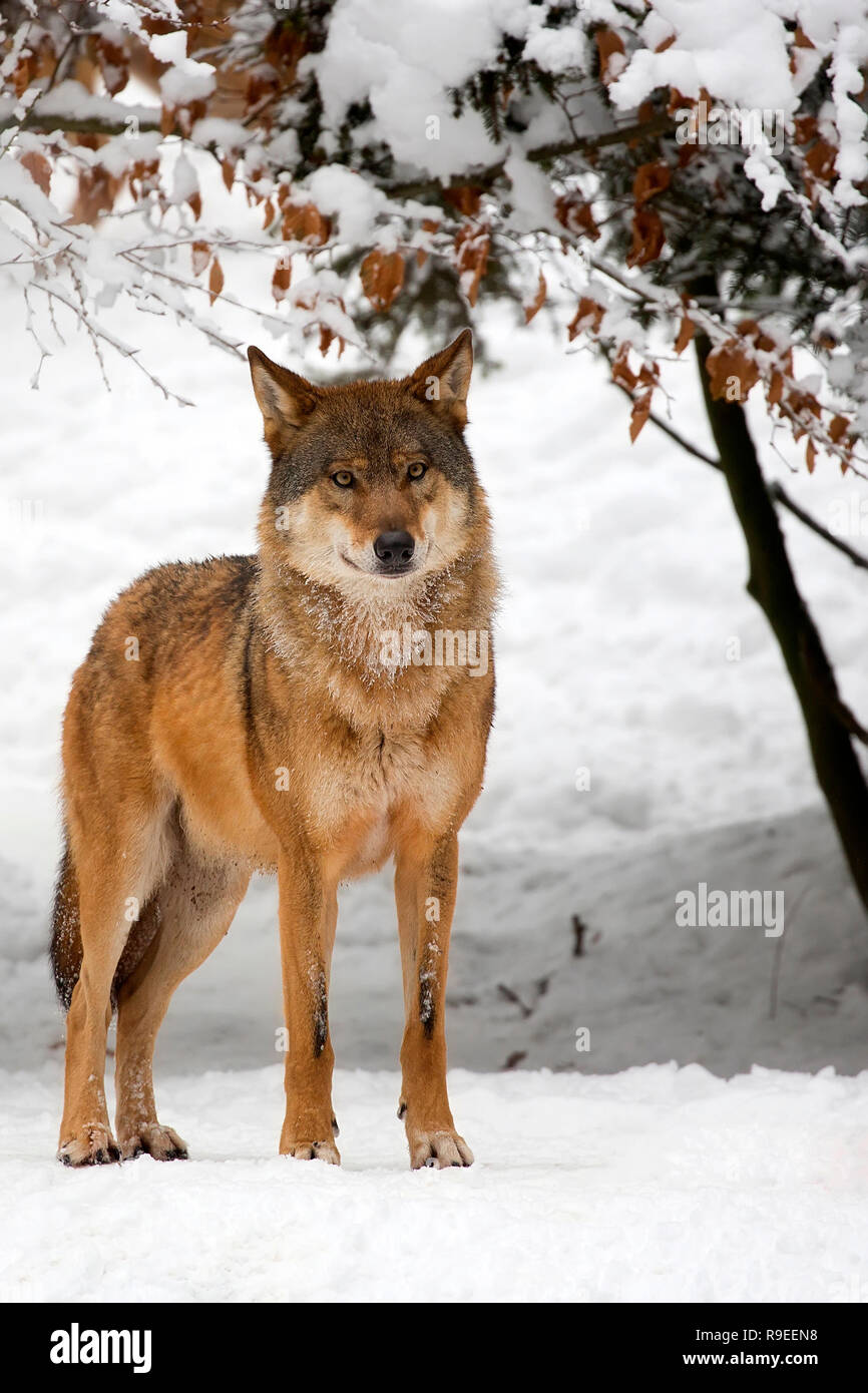 Wolf im Winter im Wald Stockfoto