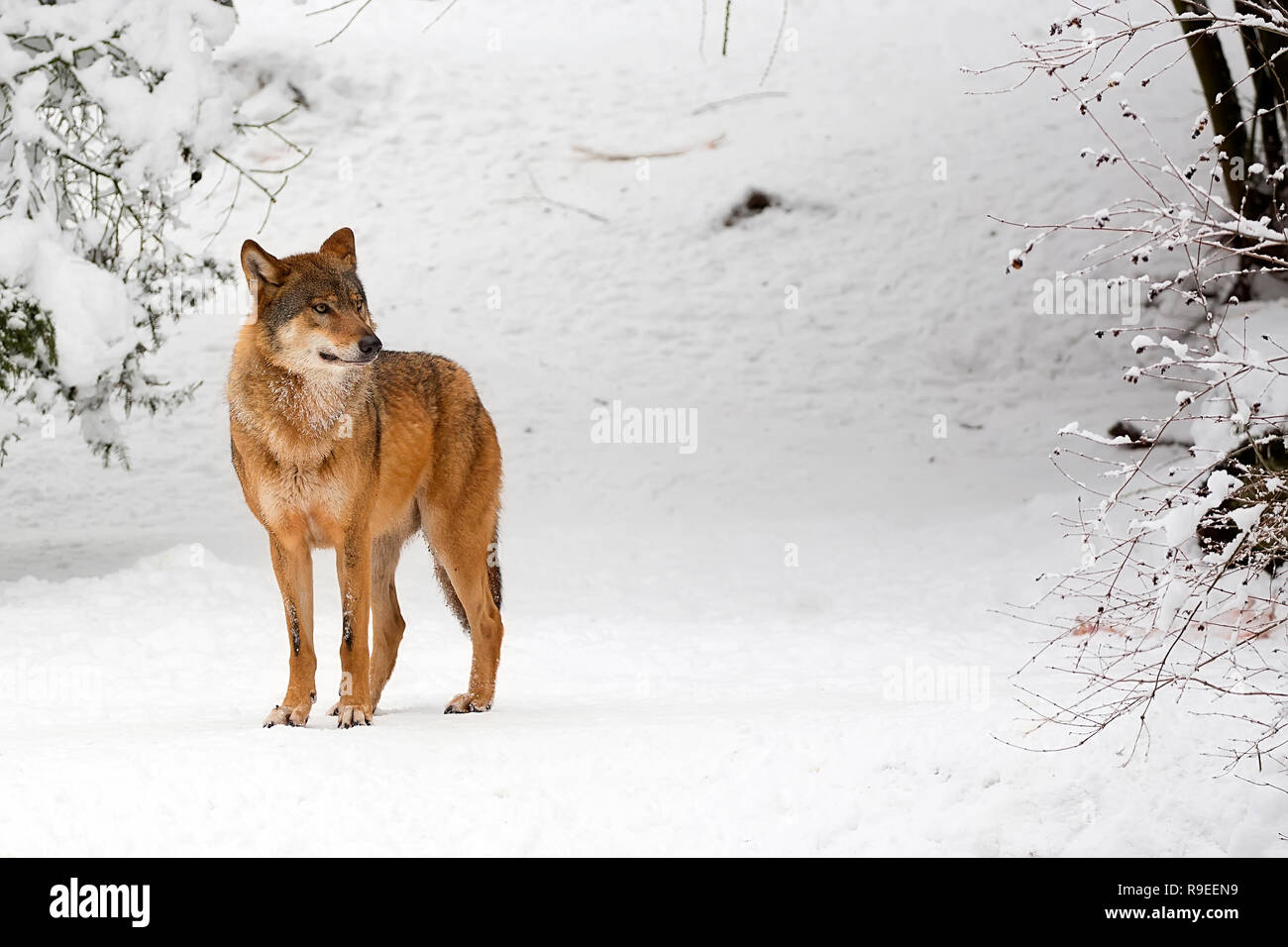 Wolf im Winter im Wald Stockfoto