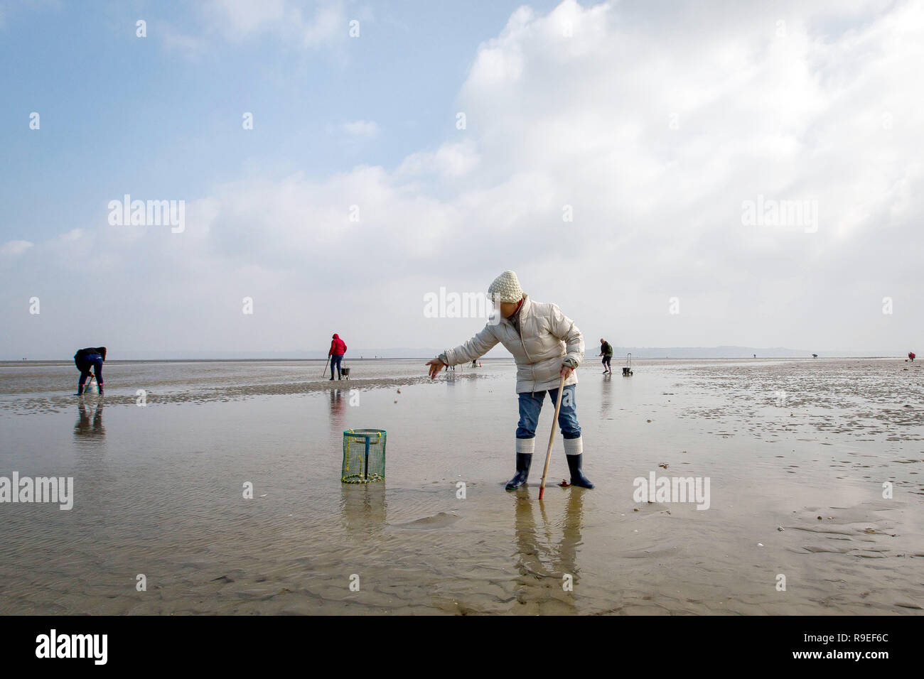Plerin (Bretagne, Frankreich): Ufer angeln, Frau füllen Sie einen Eimer mit Schalentieren. Stockfoto