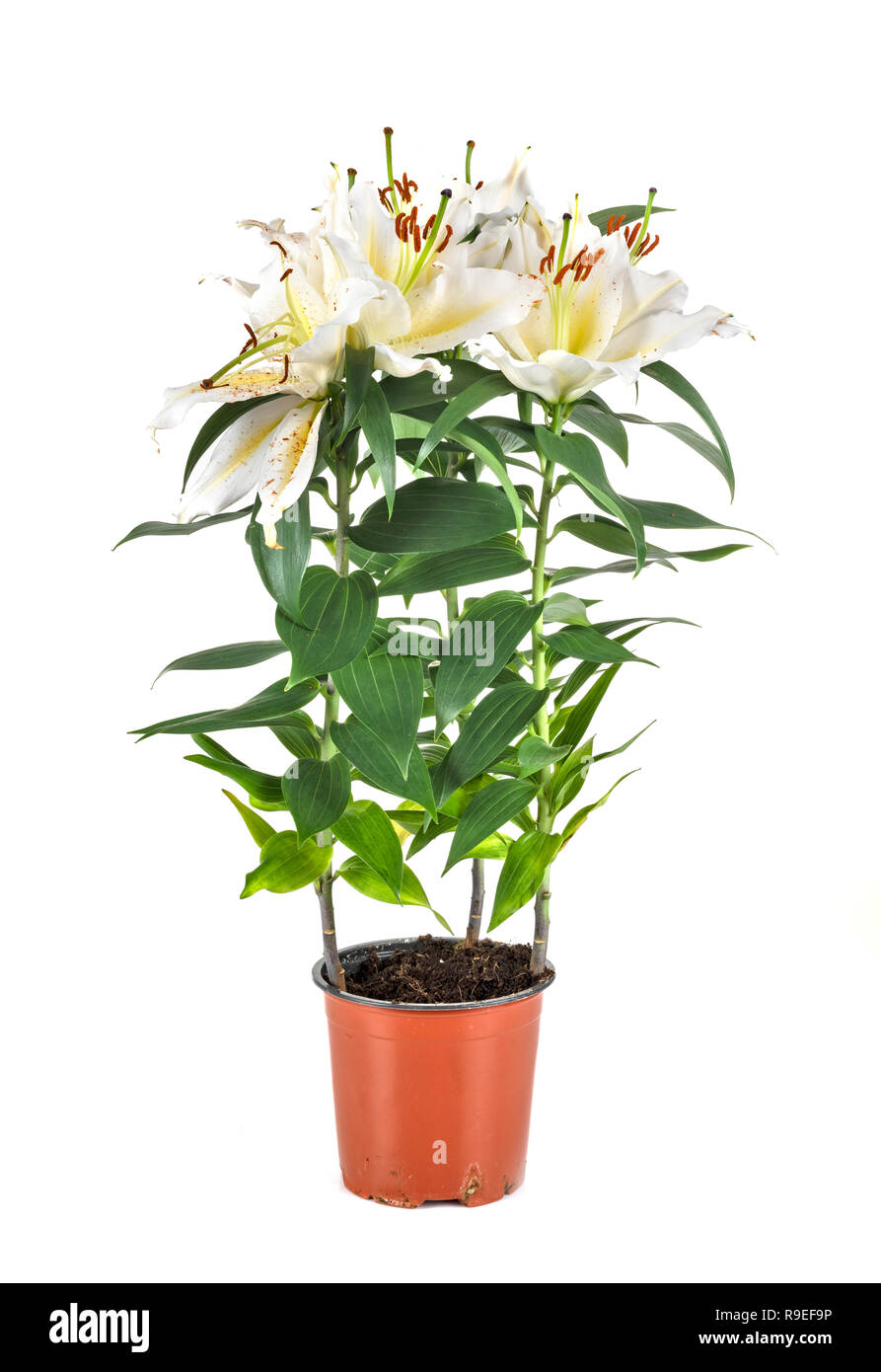White Lilium vor weißem Hintergrund Stockfoto