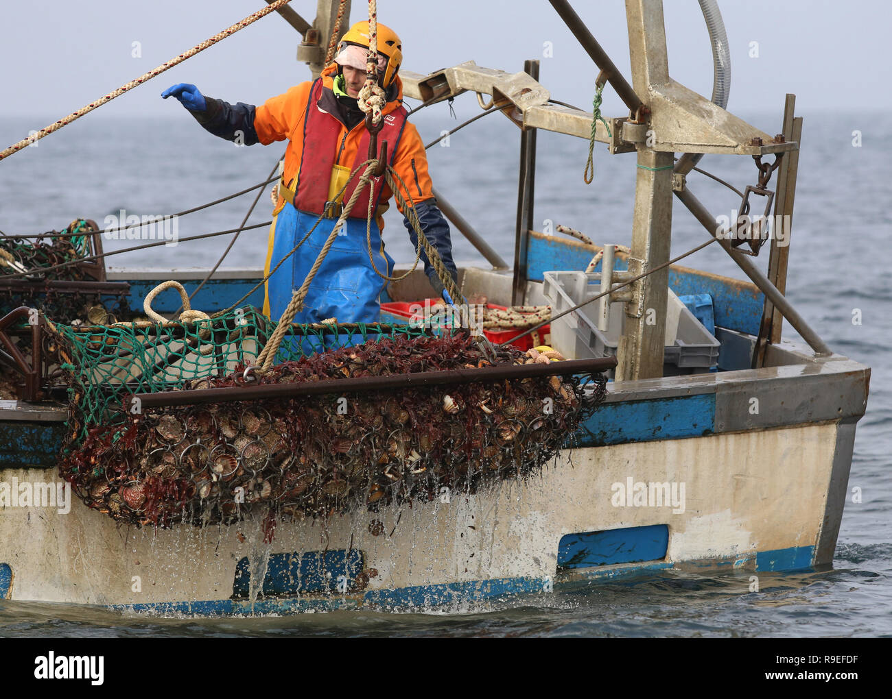 Jakobsmuscheln Sammlung an Bord der "Brendan" Boot, in der die Passagen der Belle-Ile-en-Mer (Französisch Insel vor der Küste der Bretagne, Frankreich) Stockfoto