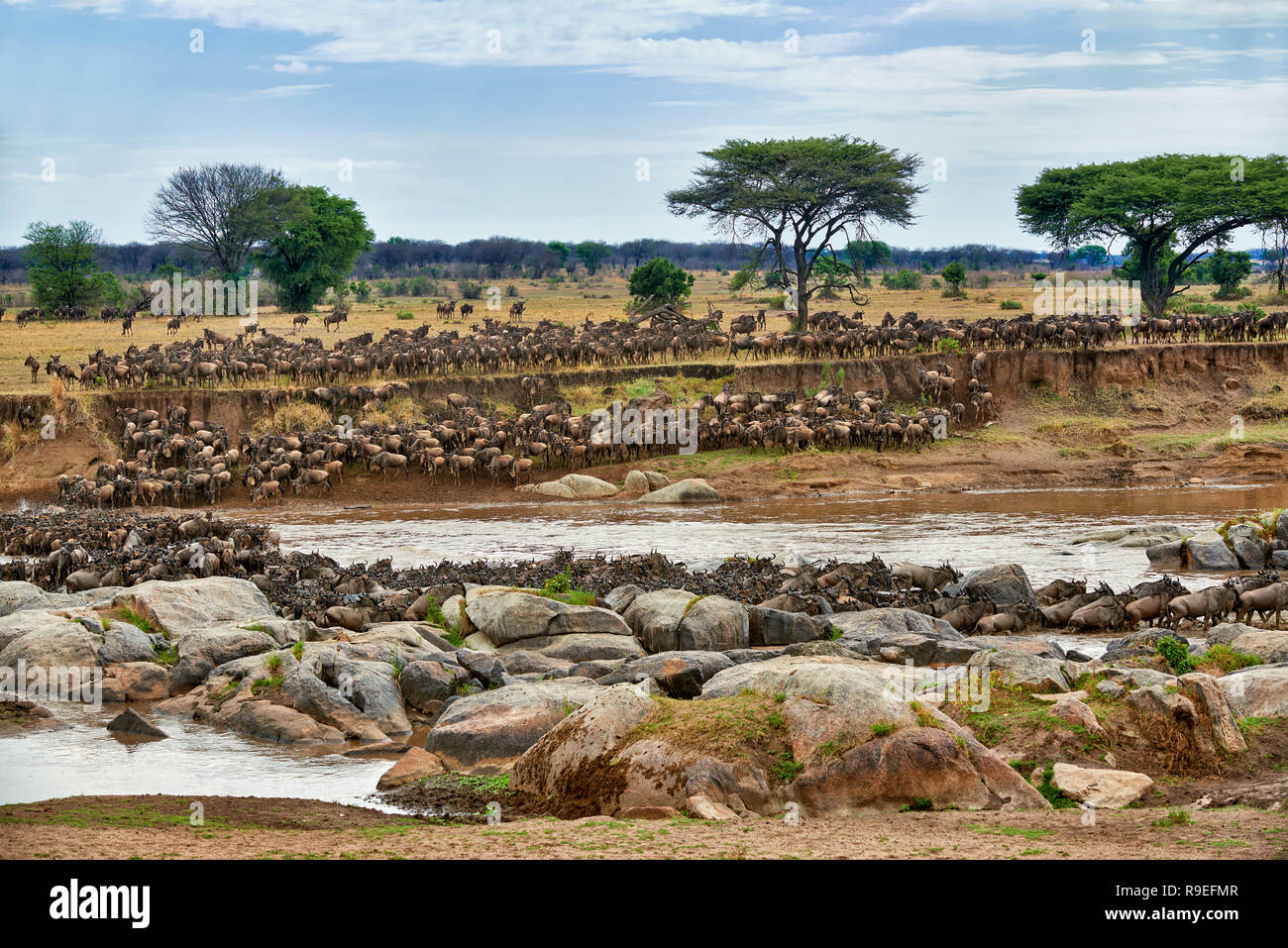 Herde weiß-bärtigen Gnus (Connochaetes taurinus mearnsi) Mara River Crossing auf jährlichen Migration, Serengeti Nationalpark, UNESCO-herita Stockfoto