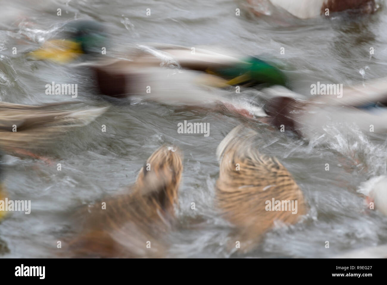 Stockente, Anas platyrhynchos Mehrere; Feeding Frenzy Cornwall, UK Stockfoto