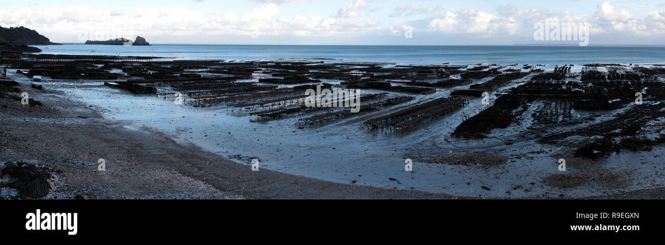 Cancale Austern Park, Bretagne, Bretagne, Frankreich, Europa Stockfoto