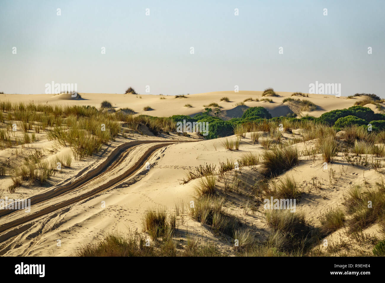 Rad dm in den Sand der Wüste Stockfoto