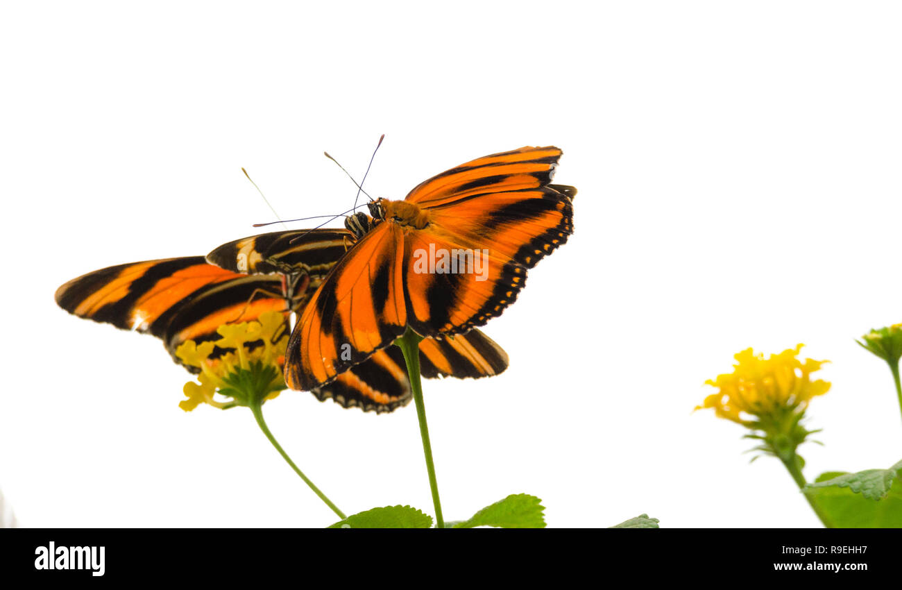 Oranger Schmetterling (Dryadula phaetusa) AKA der Oranger heliconian, oranger oder Orange Tiger Butterfly. Stockfoto