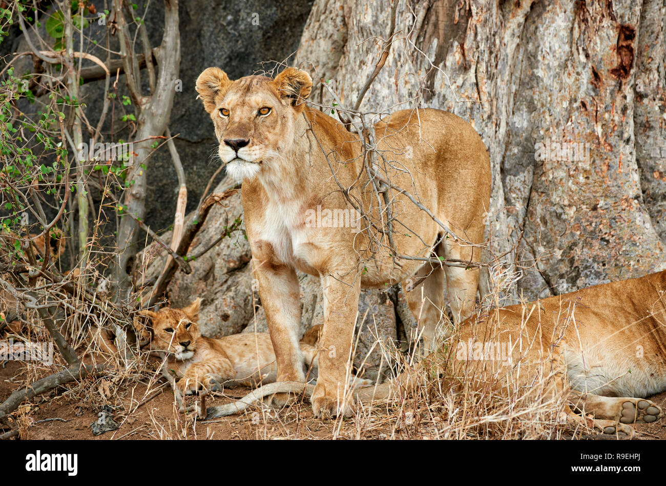 Löwin, Panthera leo, Serengeti Nationalpark, UNESCO-Weltkulturerbe, Tansania, Afrika Stockfoto