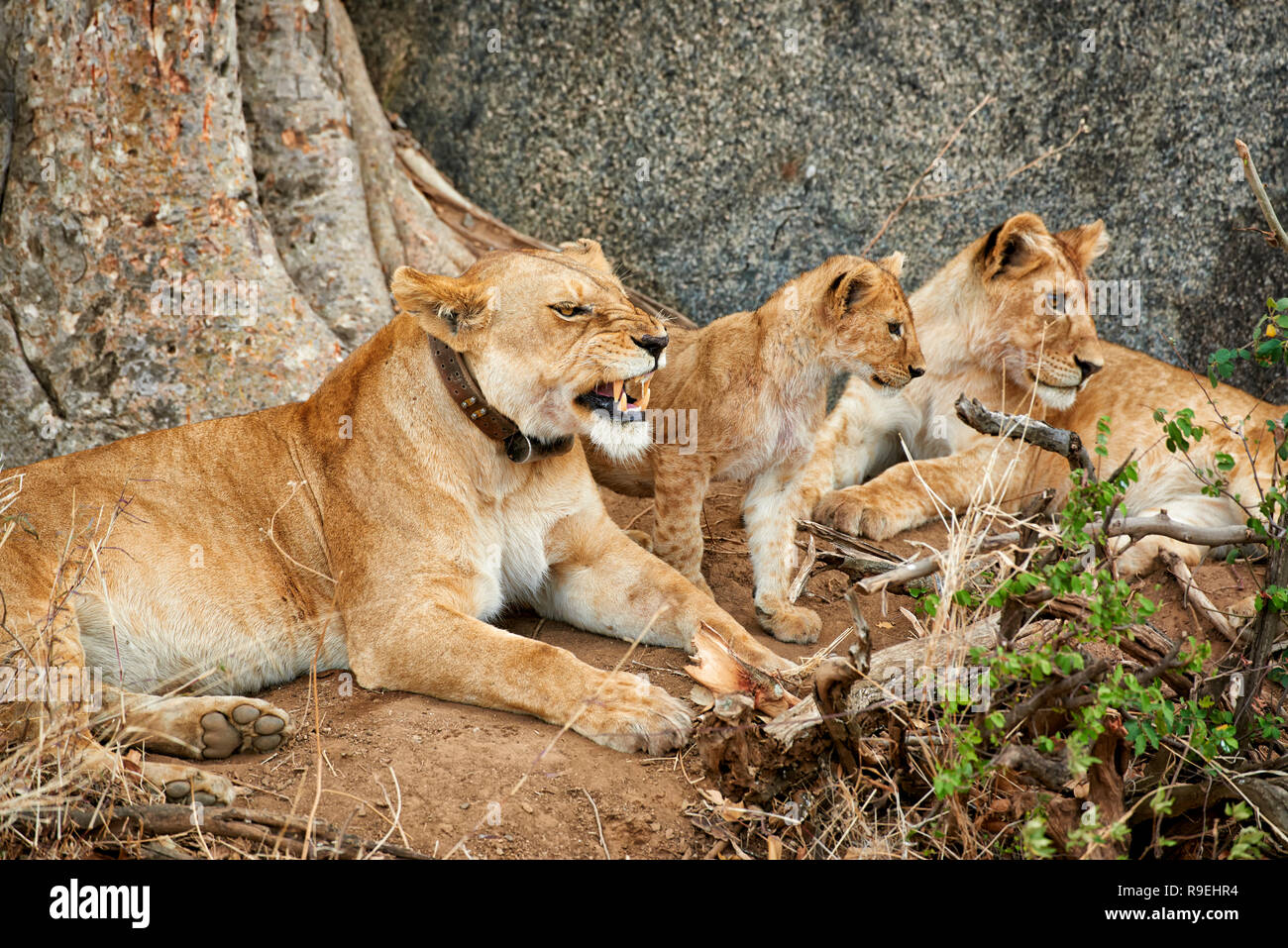 Lion Familie, Panthera leo, Serengeti Nationalpark, UNESCO-Weltkulturerbe, Tansania, Afrika Stockfoto