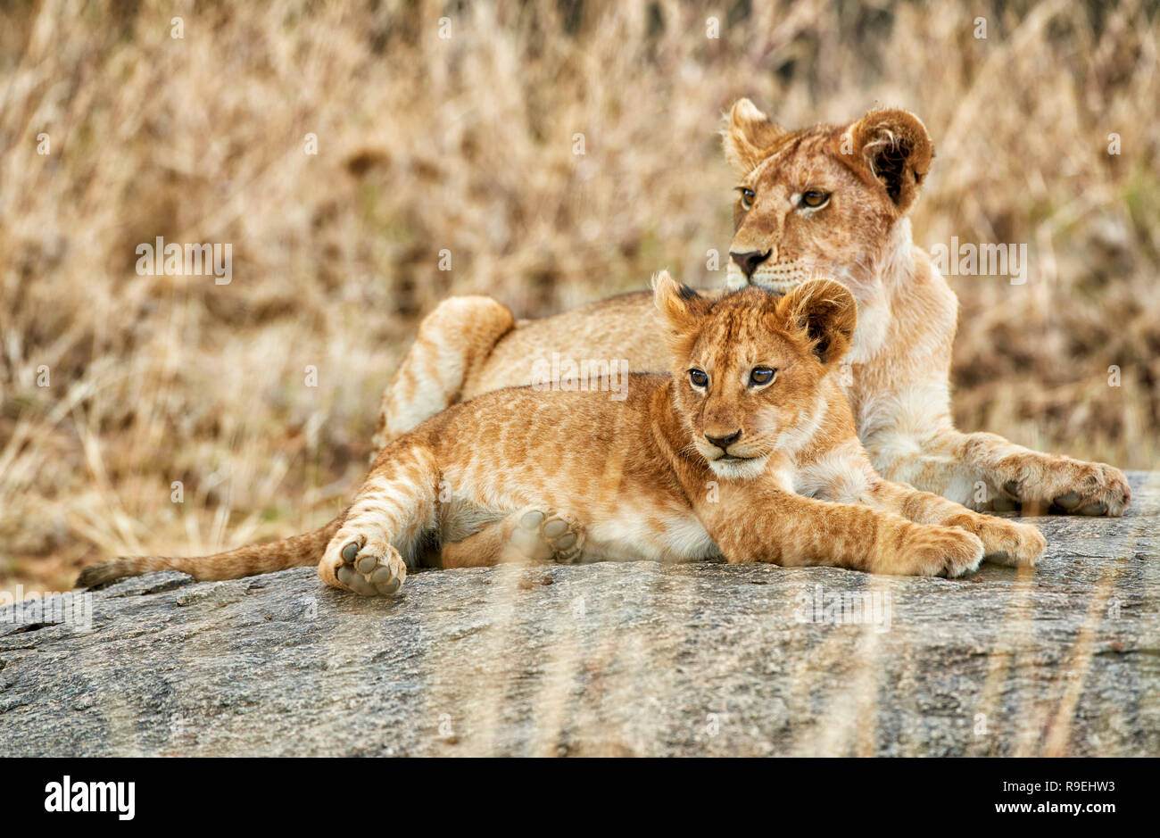 Lion Cubs, Panthera leo, Serengeti Nationalpark, UNESCO-Weltkulturerbe, Tansania, Afrika Stockfoto