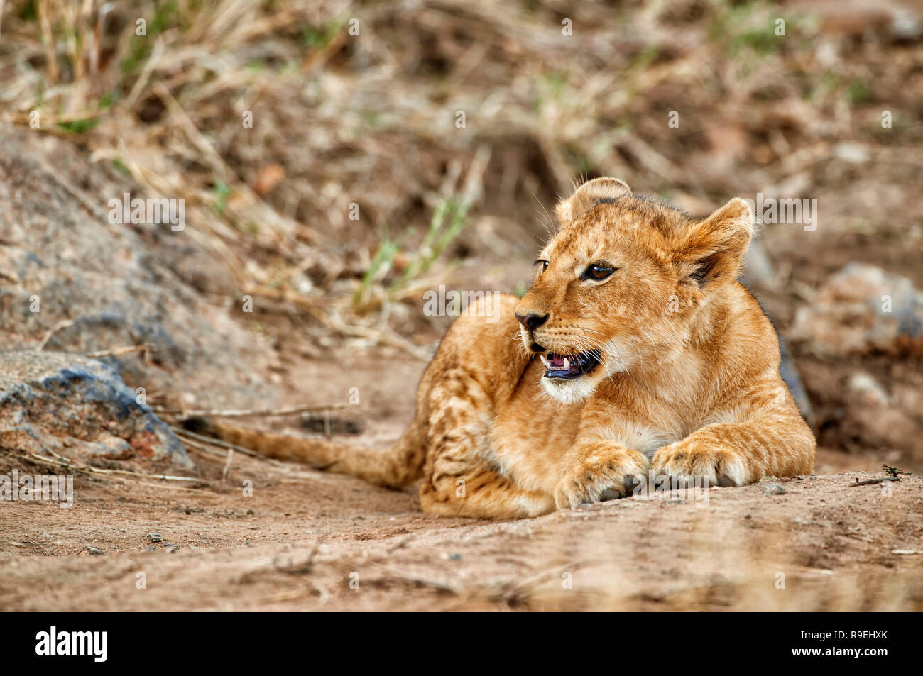 Lion cub, Panthera leo, Serengeti Nationalpark, UNESCO-Weltkulturerbe, Tansania, Afrika Stockfoto