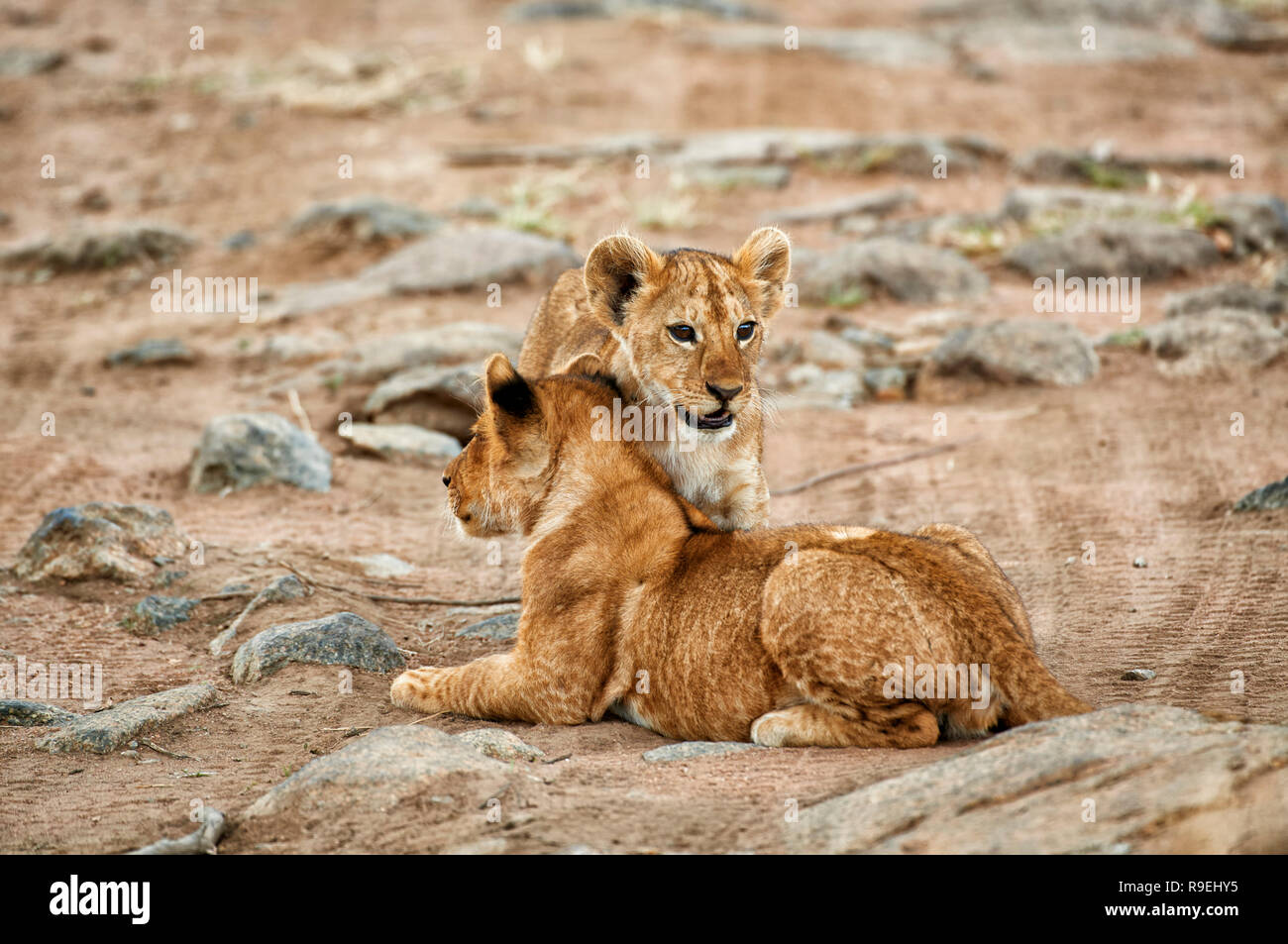 Lion Cubs, Panthera leo, Serengeti Nationalpark, UNESCO-Weltkulturerbe, Tansania, Afrika Stockfoto