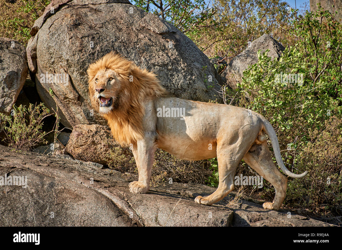 Riesige männliche Löwe auf einem KOPJE, Serengeti Nationalpark, UNESCO-Weltkulturerbe, Tansania, Afrika Stockfoto