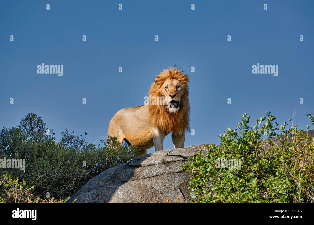 Riesige männliche Löwe auf einem KOPJE, Serengeti Nationalpark, UNESCO-Weltkulturerbe, Tansania, Afrika Stockfoto