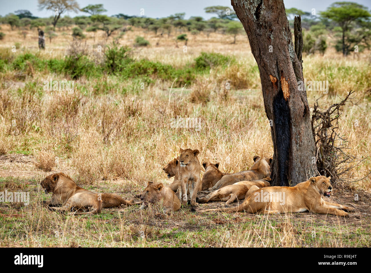 Gruppe von Lions Ausruhen nach einer schmutzigen töten, Serengeti National Park, UNESCO-Weltkulturerbe, Tansania, Afrika Stockfoto