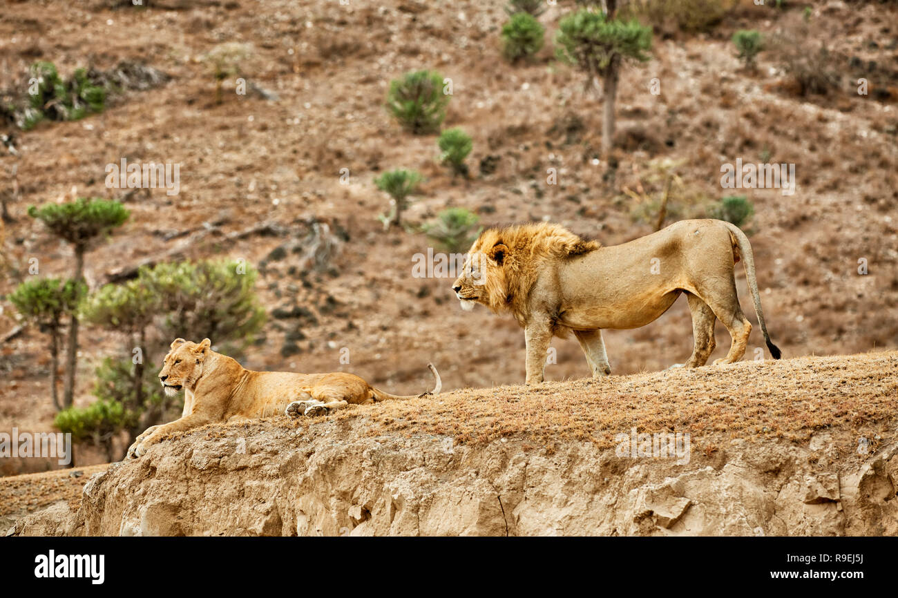 Lion Paar, Panthera leo, Ngorongoro Conservation Area, Weltkulturerbe der UNESCO, Tansania, Afrika Stockfoto