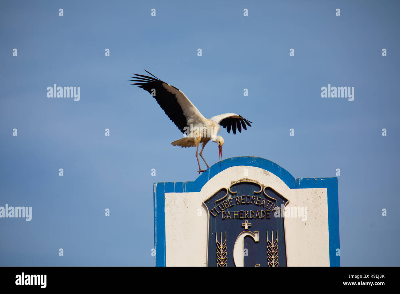 Weißstorch-Nesting über Gebäude in Comporta, Portugal Stockfoto