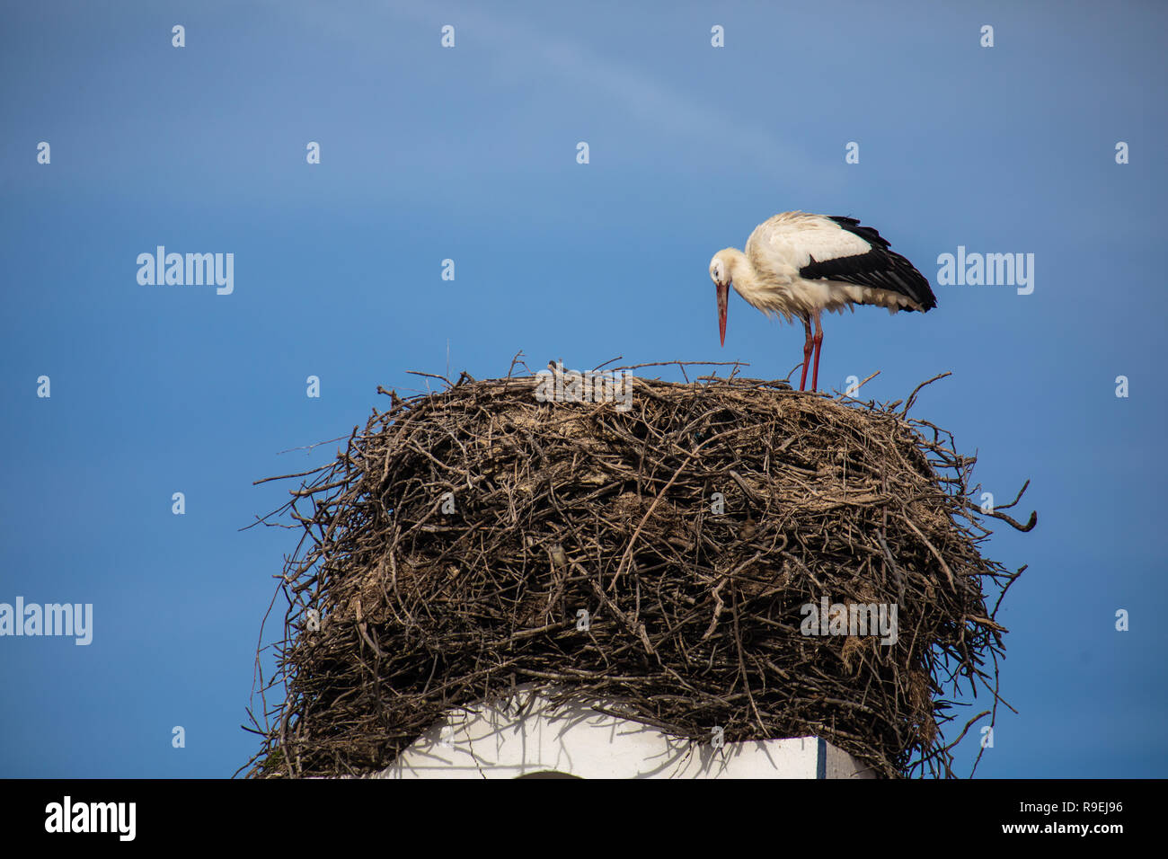 Weißstorch-Nesting über Gebäude in Comporta, Portugal Stockfoto