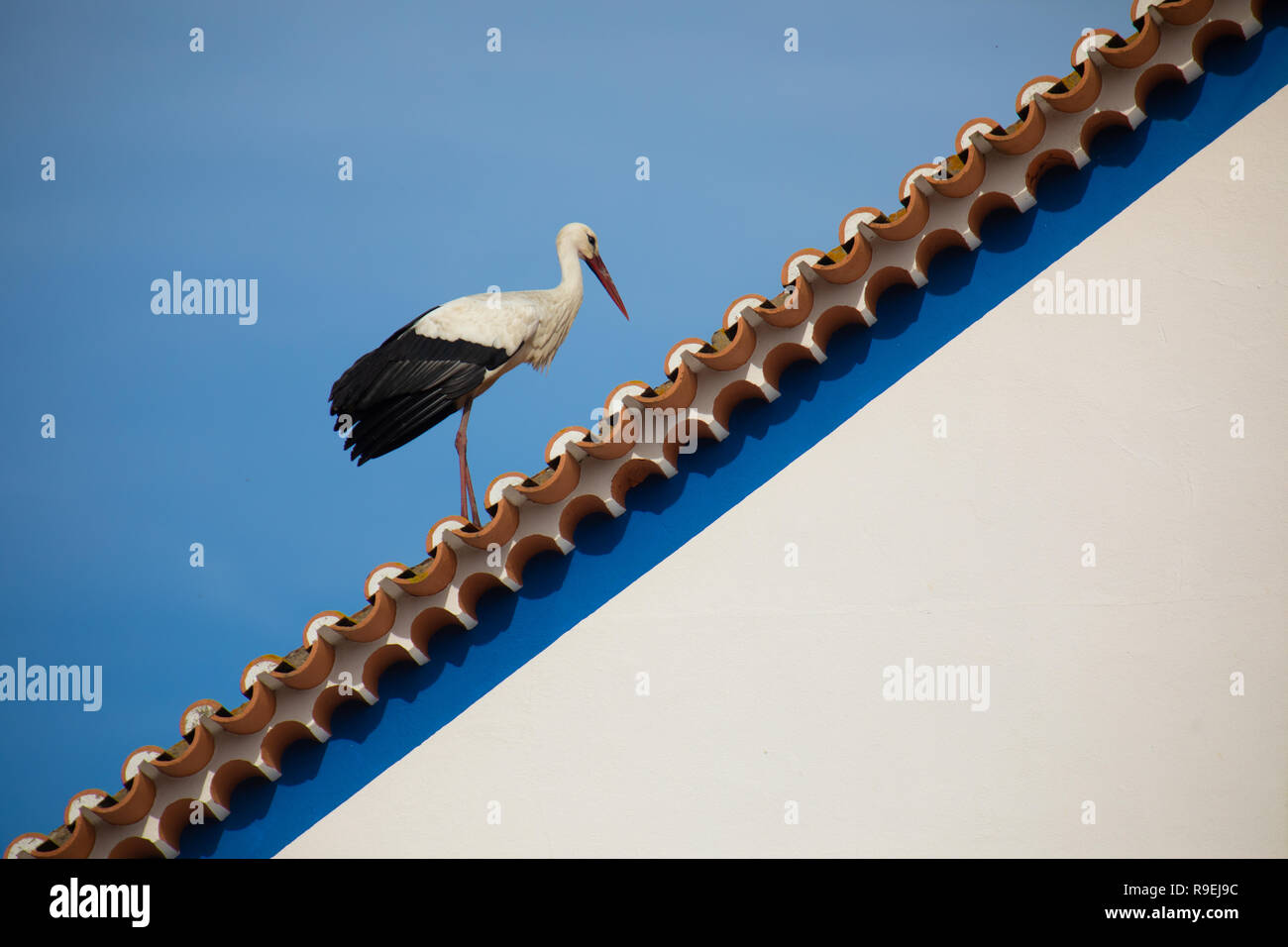 Weißstorch-Nesting über Gebäude in Comporta, Portugal Stockfoto