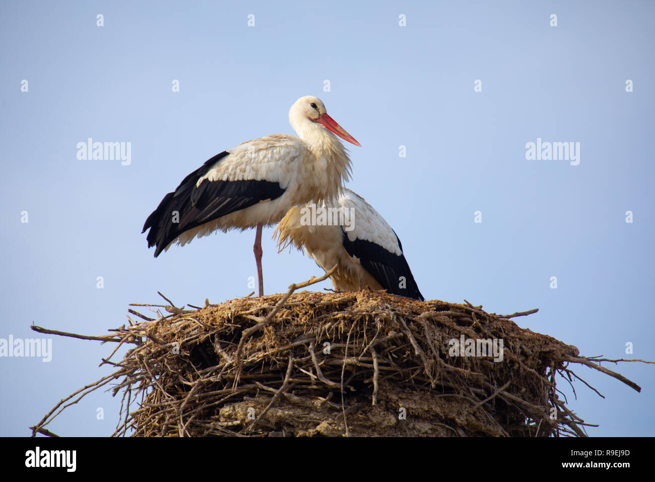Weißstorch-Nesting über Gebäude in Comporta, Portugal Stockfoto