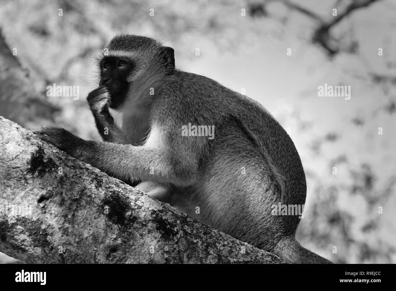 Schwarze und weiße Nahaufnahme bis Meerkatze Schlemmen in einem Baum, Krüger Nationalpark, Südafrika Stockfoto