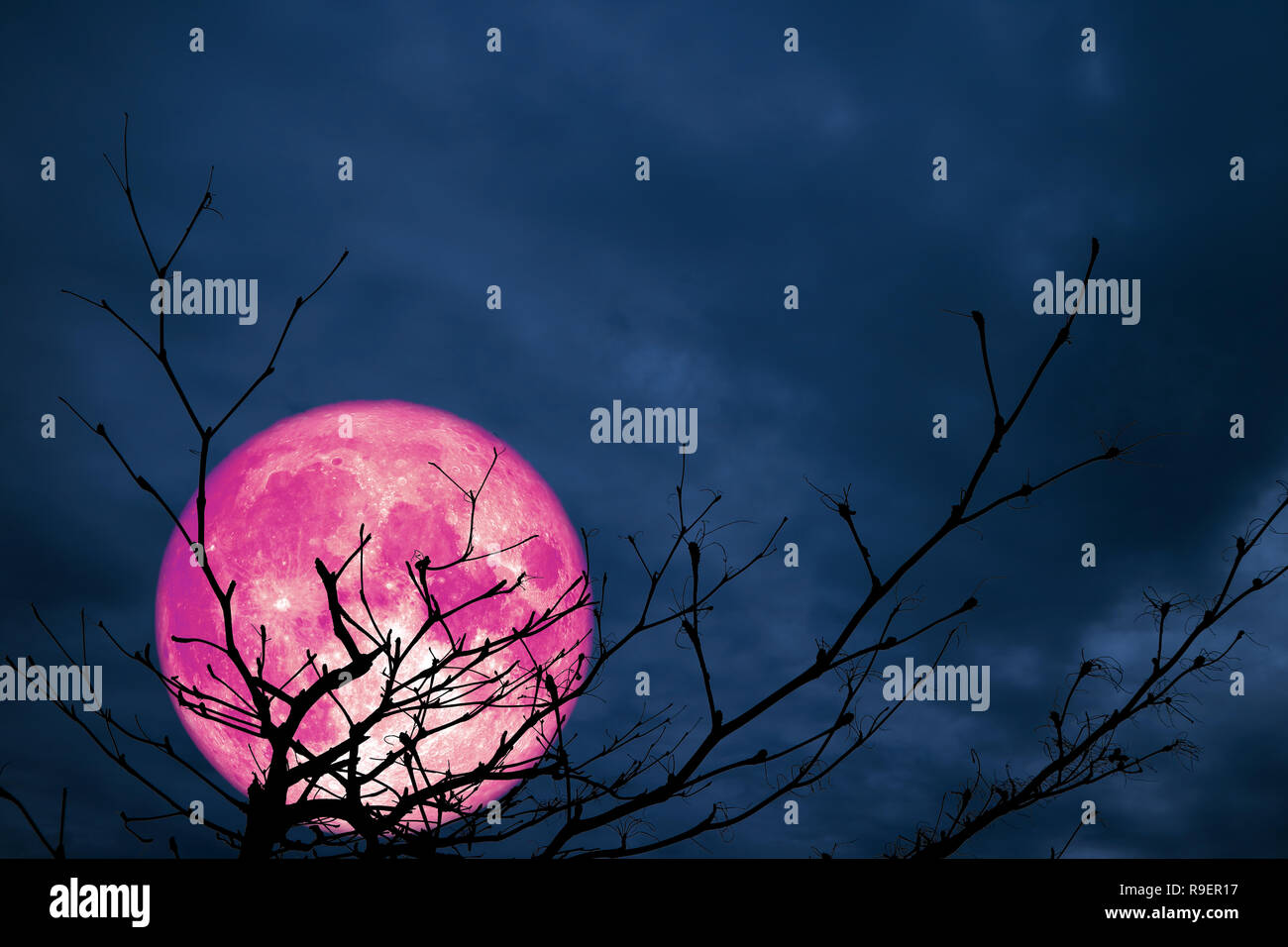 Super rosa Mond zurück silhouette Zweig Baum nacht Cloud, Elemente dieses Bild von der NASA eingerichtet Stockfoto