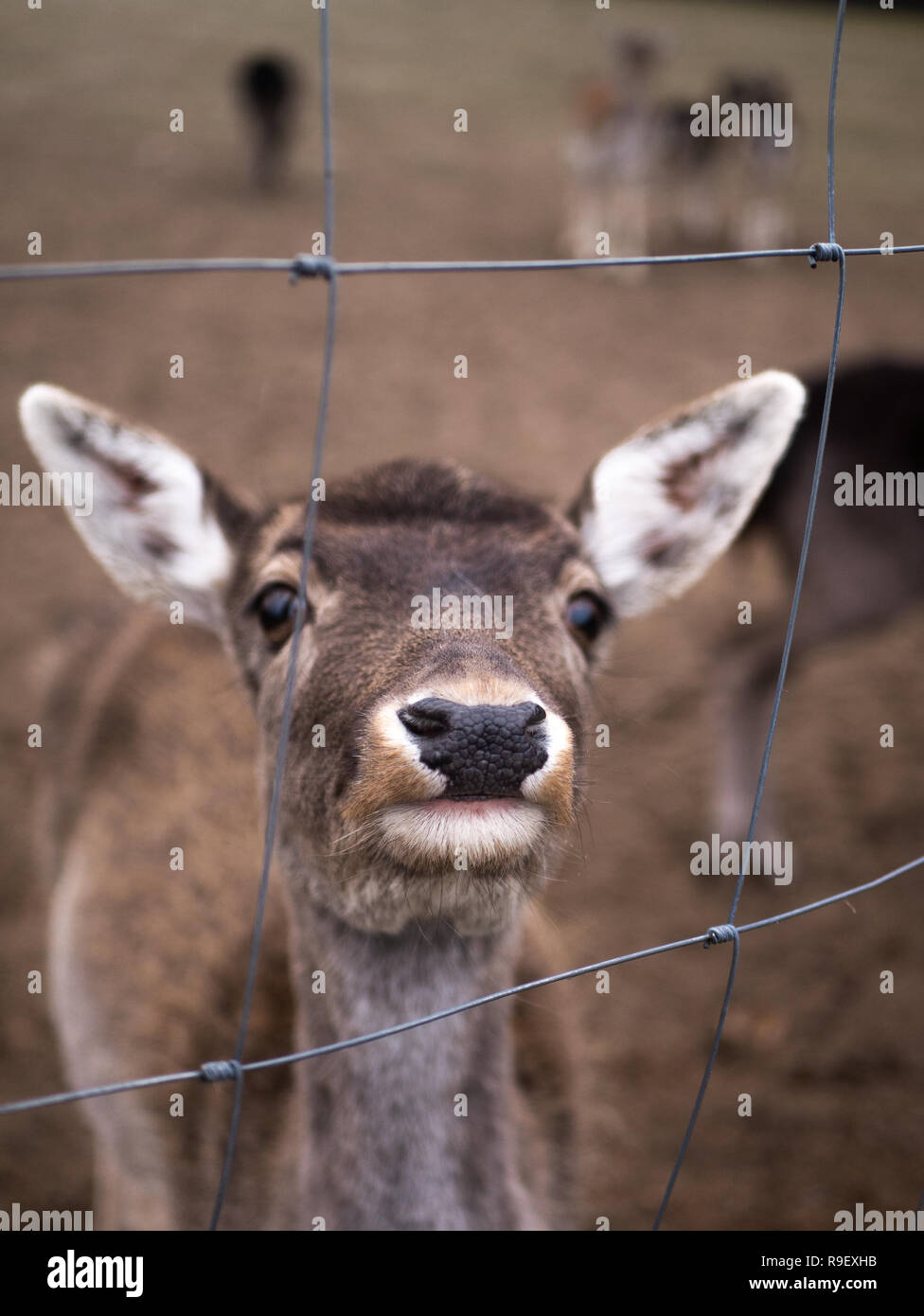 Ein Reh ist Essen ein Bush Stockfoto