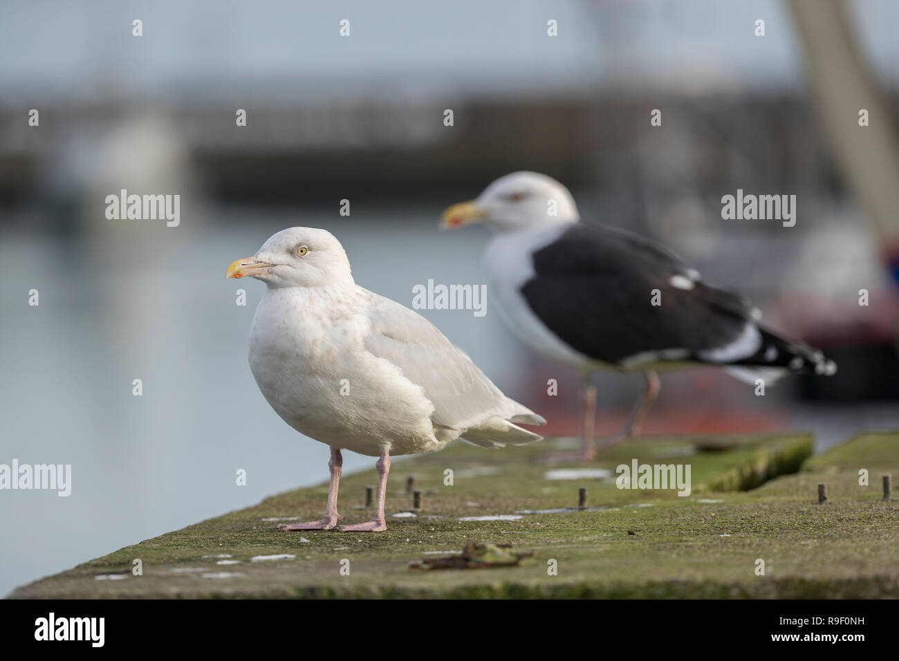 Glaucous Gull, Larus hyperboreus mit großen schwarzen Zurück Möwe Cornwall, UK Stockfoto